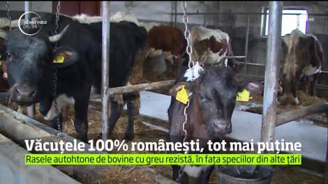 Vacile 100% românești, tot mai puține