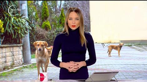 Imagini șocante! Doi câini de rasă lăsaţi liberi în centrul Iaşiului atacă o fată de 15 ani