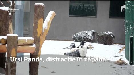 Urși Panda, distracție în zăpadă