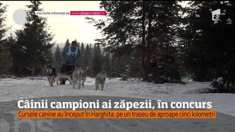 Concurs de atelaje trase de câini, în Harghita