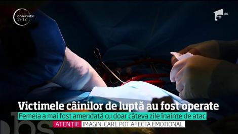 Victimele câinilor de luptă din Iași, operate de urgență