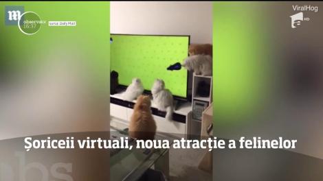Șoriceii virtuali, noua atracție a pisicilor