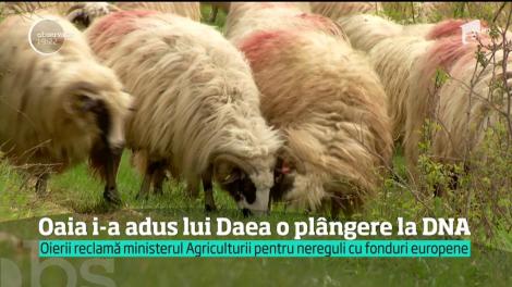 Ministrul Daea, promotorul oii, denunțat la DNA chiar ciobanii, pentru nereguli cu fonduri europene