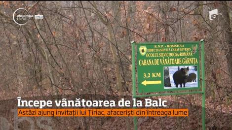 Începe tradiţionala vânătoare de mistreţi de la Balc!