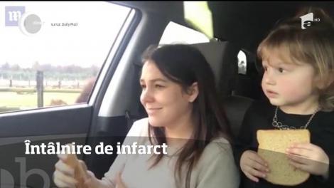 Întâlnire de infarct cu un bivol flămând