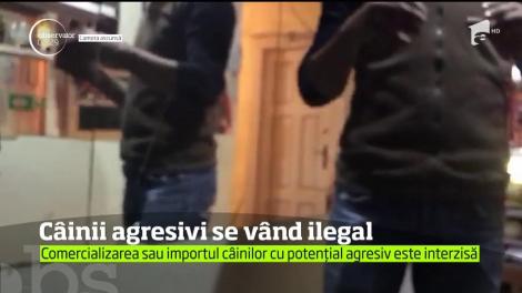 Câinii cu potenţial agresiv se vând pe Internet la fel de uşor ca peştii de acvariu