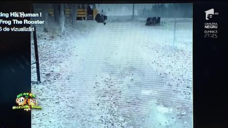 Smiley News! Un cocoș își așteaptă stăpâna de la școală! Așa ceva nici în poveștile lui Creangă nu găsești!