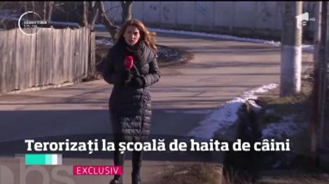 Zeci de copii, terorizați de haita de câini de la o școală de lângă Capitală