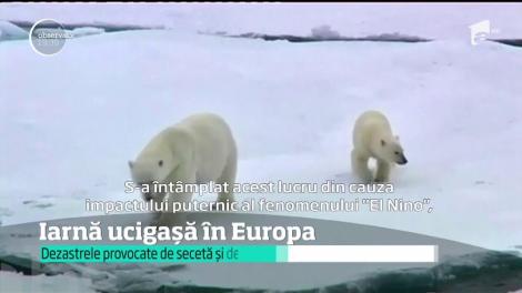 Iarnă ucigașă în Europa! Cele mai multe dintre victimele furtunii sunt în Olanda și Germania