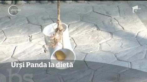 Conducerea unei grădini zoologice din nordul Chinei a decis ca urşii Panda să intre la dietă