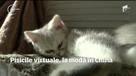 Educarea şi creşterea pisicilor virtuale a devenit un trend în China