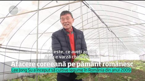 Un coreean îi învaţă pe români cum să facă agricultură bio. Cultivă soiuri unice de varză, castraveţi sau ciuperci. Profitul este uriaș!
