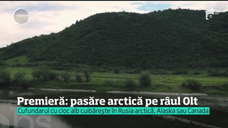 O nouă specie de pasăre, specifică zonei arctice, a fost văzută pe cursul râului Olt