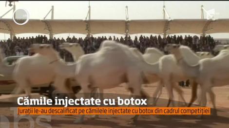 12 cămile au fost descalificate la un concurs organizat &icirc;n Arabia Saudită! Motivul: au fost injectat cu botox