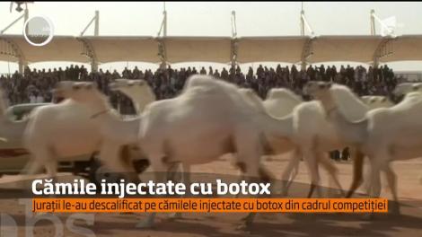 12 cămile au fost descalificate la un concurs organizat în Arabia Saudită! Motivul: au fost injectat cu botox