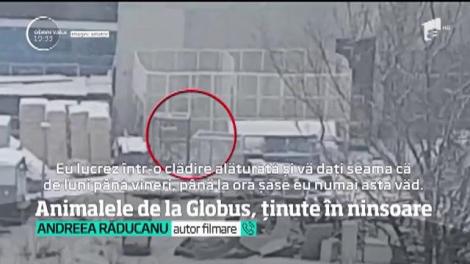 Imagini revoltătoare! Animalele de la Circului Globus din Capitală, ținute în ninsoare. Leii au îndurat un ger cumplit!