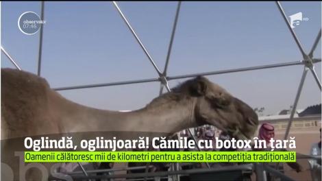 Aţi mai auzit vreodată de cămile injectate cu botox? Nu, nu este o glumă, ci o situaţie reală, dintr-un concurs real