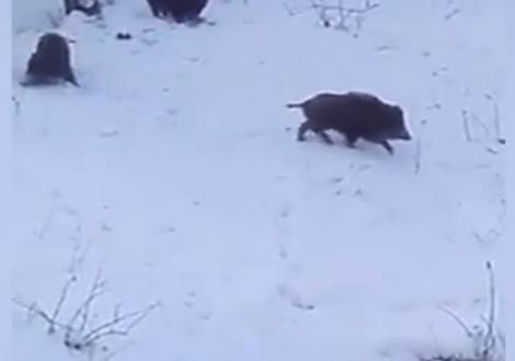 După episoadele cu urşii care apar nestingheriţi printre oameni, acum avem parte şi de mistreţi