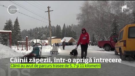 Zeci de câini au luat startul în tradiţionala competiţie de atelaje de la Băile Tuşnad