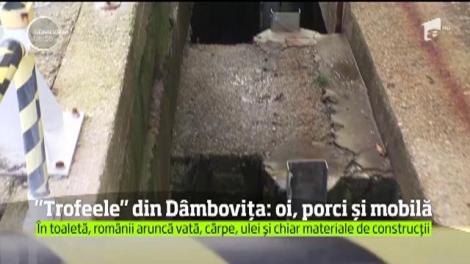 "Trofeele" din Dâmbovița: oi, porci și  mobilă