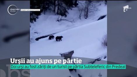 Doi urşi au fost filmaţi la baza unei pârtii din Predeal. Temperaturile ridicate i-au scos din hibernare