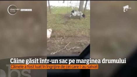 În drumul spre casă, o familie a dat peste un sac, abandonat pe marginea drumului, care mișca. Au oprit mașina și, când s-au apropiat, au făcut descoperirea șocantă