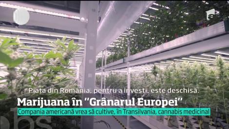 România, grânarul europei, ar putea deveni furnizorul de marijuana al americanilor. Întregul proiect a fost calculat la suma de 150 de milioane de dolari
