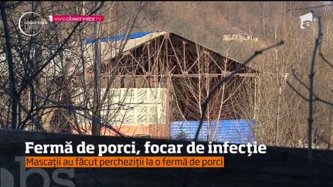 Au fost percheziţii la o fermă de porci dintr-o comună argeşeană