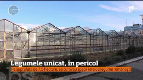 Legume unicat, în pericol! Biserica vinde o parte din pământul Stațiunii de Cercetare Legumicolă din Muntenia  unui dezvoltator imobiliar