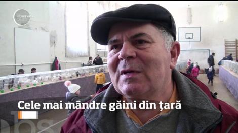 Cele mai frumoase găini din România pot fi admirate la o expoziţie deschisă la Sebeş