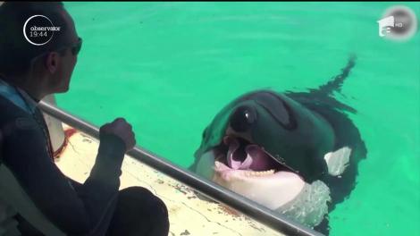 Reuşită impresionantă în lumea ştiinţei. O balenă ucigaşă din Franţa a învăţat să vorbească!