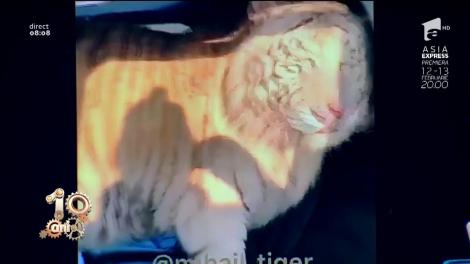 Numai în Rusia poţi vedea aşa ceva! Tigru, animal de companie