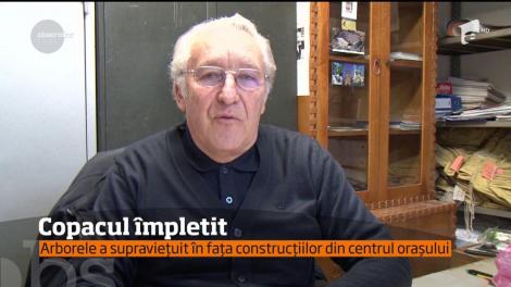 Un copac din Satu Mare atrage toate privirile trecătorilor, deşi are aproape o sută de ani