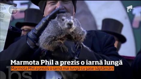 Marmotă Phil a prezis încă şase săptămâni de iarnă