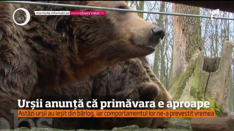 Urșii au ieșit din bârlog, iar comportamentul lor prevestește cum va fi vremea