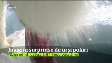 Zece urşi polari din Alaska au devenit jurnalişti pentru cercetătorii americani