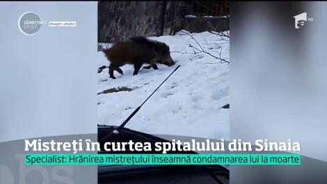 În Curtea Spitalului din Sinaia, mistreţii sunt ca la ei acasă. În căutarea hranei, animelele se amestecă printre rudele pacienţilor