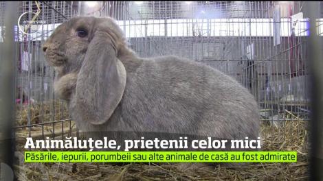 Expoziţie de animale de casă, în Baia Mare