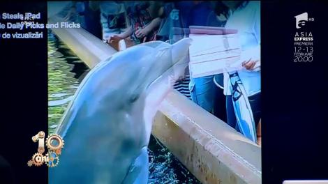 Smiley News! Delfinul atras de tehnologie a furat o tabletă!