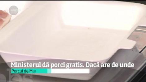 Ministerul Agriculturii dă porci gratis: 300 de români au depus, până acum, cereri