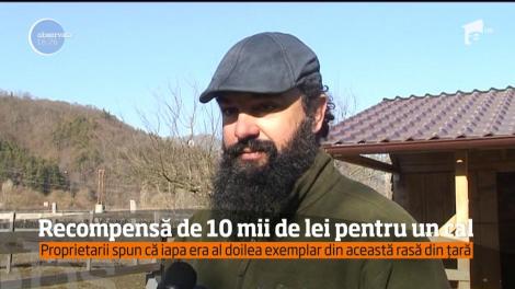 Recompensă de 10 mii de lei pentru un cal dispărut de la o fermă din judeţul Vâlcea