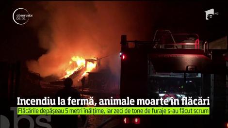 A fost panică la o fermă de animale din localitatea Stăuceni, Botoşani