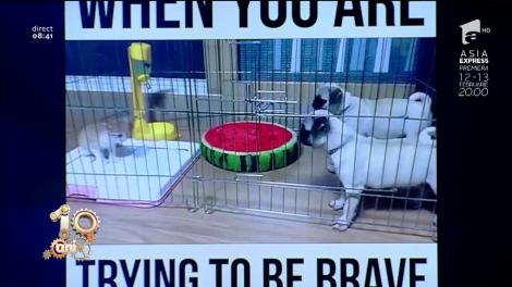 Smiley News! Pisica pașnică și cânii cu tupeu, sfârșit neașteptat