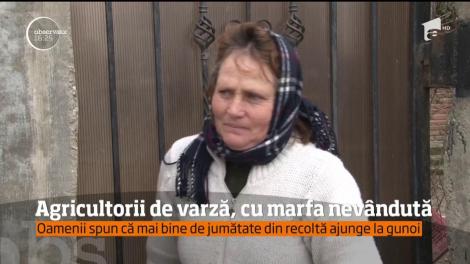Agricultorii care au cultivat varză anul trecut au profitul "varză", anul acesta!