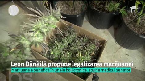 Marijuana trebuie legalizată şi distribuită în farmacii, s-a auzit în Parlament!