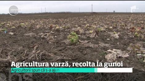 Agricultura românească este în criză