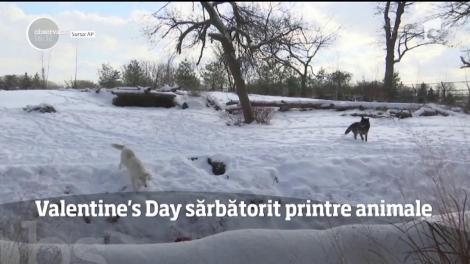 Valentine's Day a devenit motiv de sărbătoare şi pentru animale