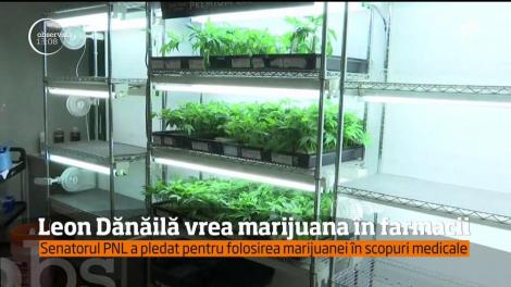 Un senator vrea marijuana în farmacii