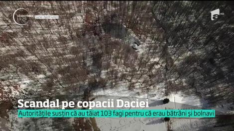 Tăierea a o sută de fagi a provocat un scandal în vechea capitală a Daciei, Sarmizegetusa Regia