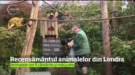 A început recensămânul anual de la Grădina Zoologică din Londra
